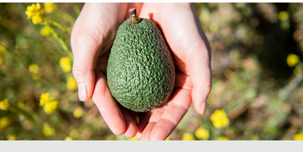Hands holding a fresh-picked avocado.